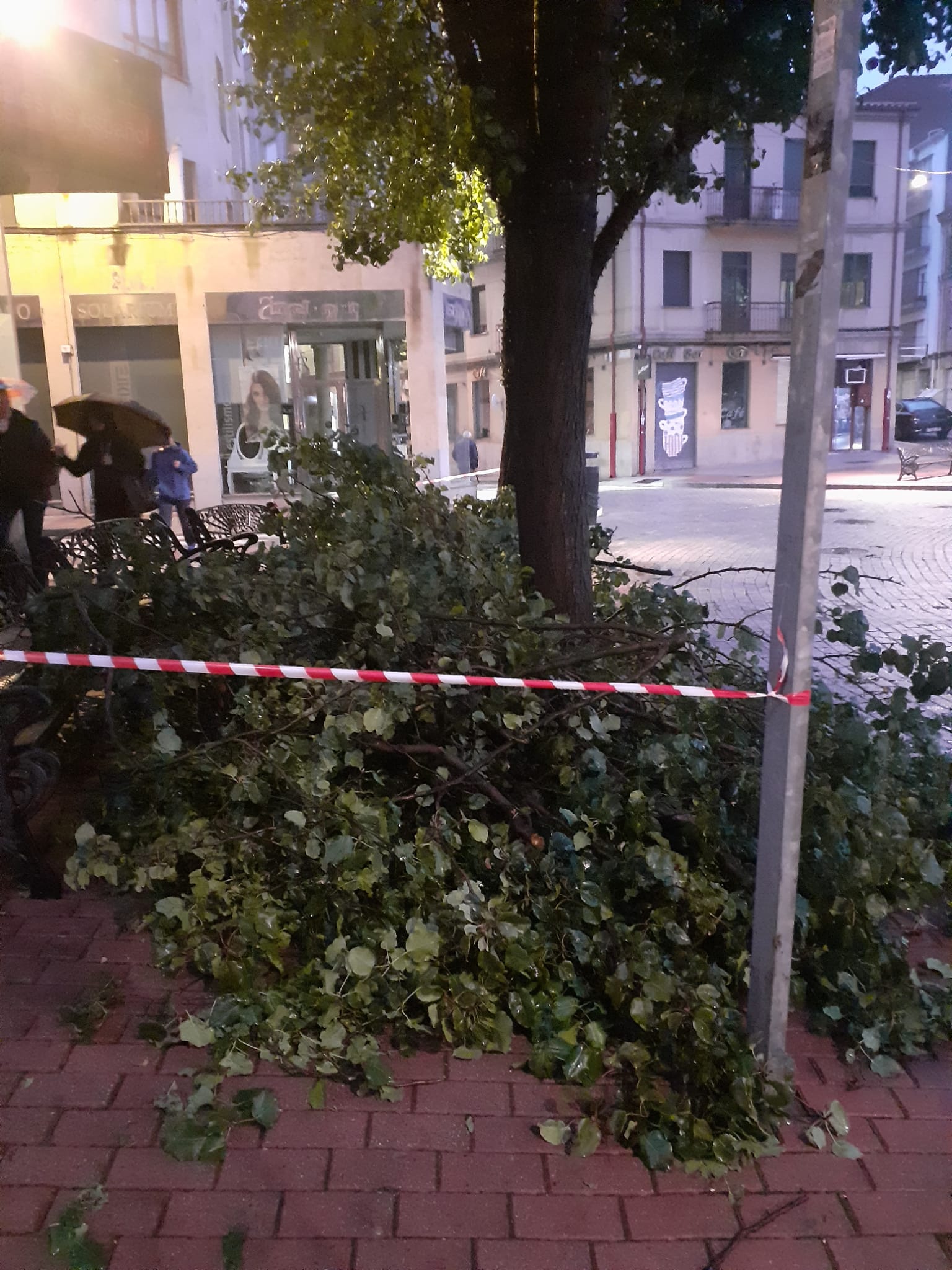 Rama caída en la Plaza del Oeste.