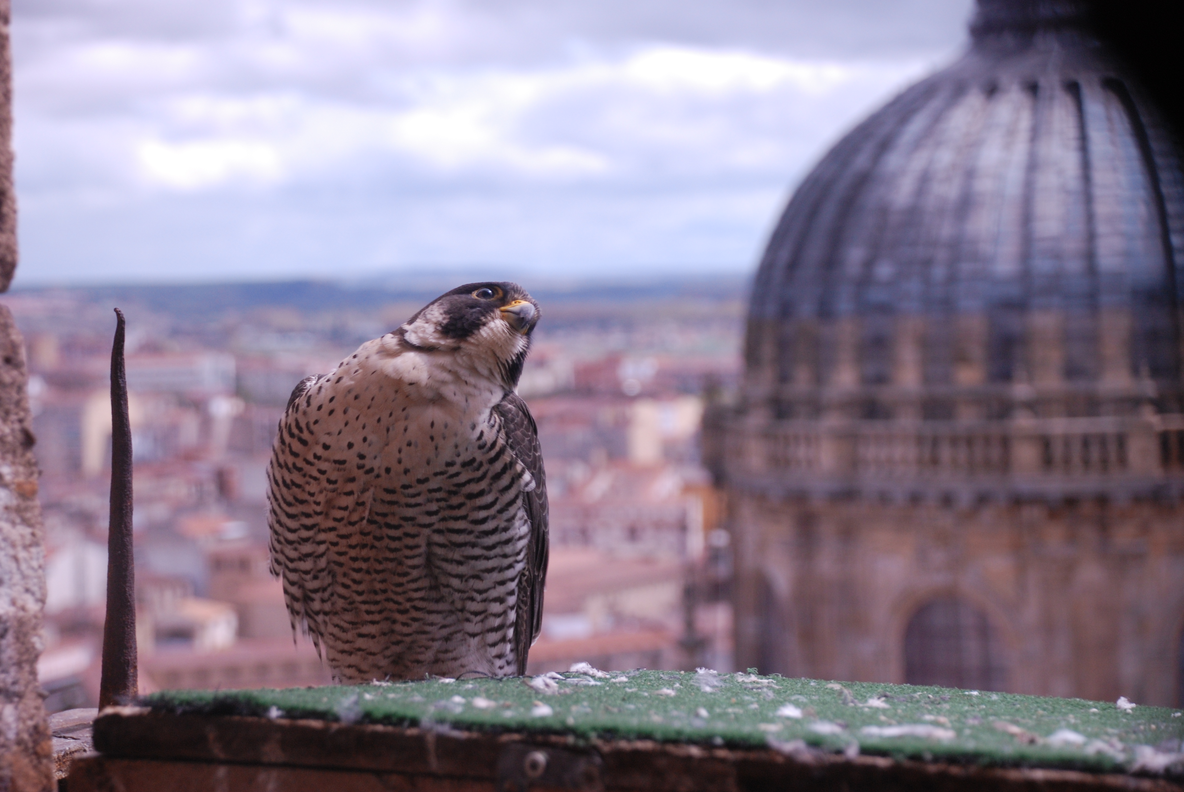 Reintroducción del Halcón Peregrino