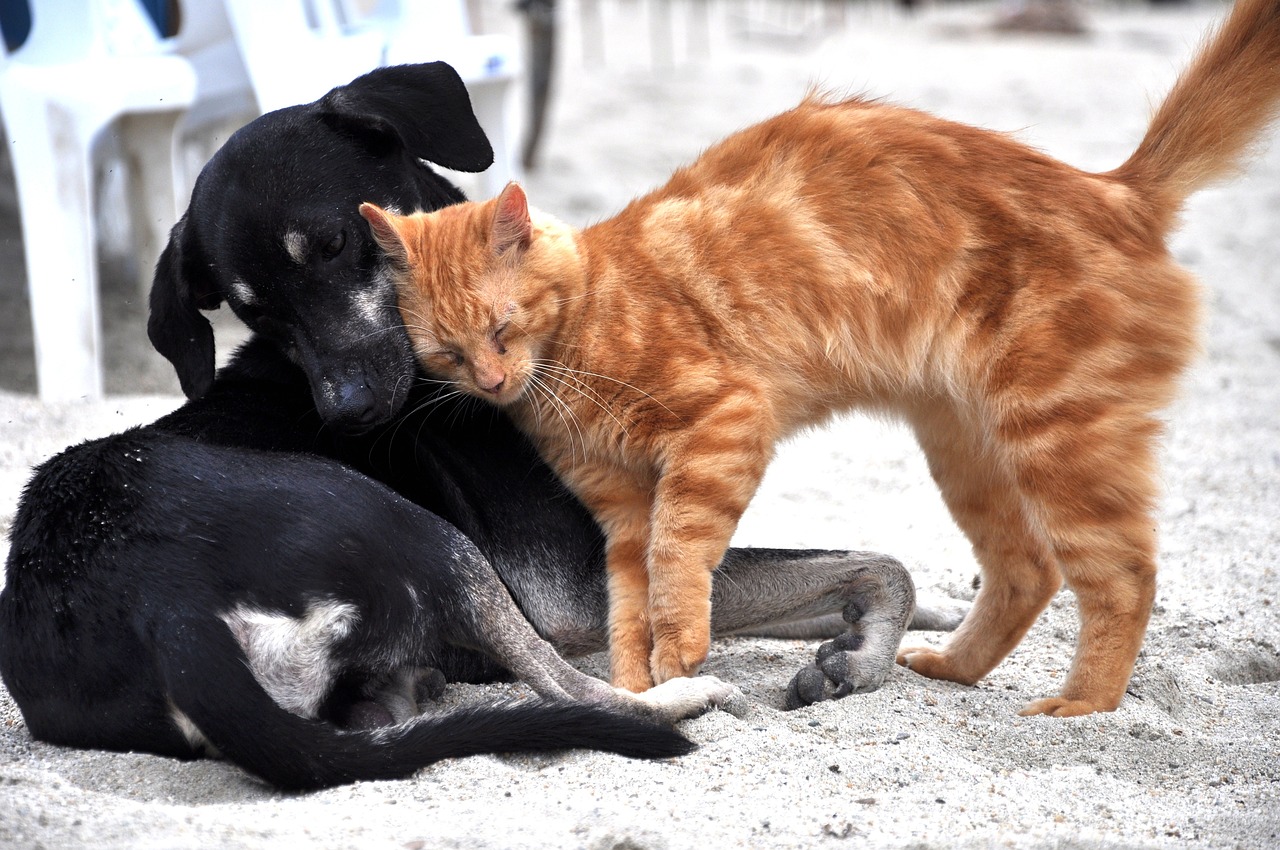 Animales de Ciudad