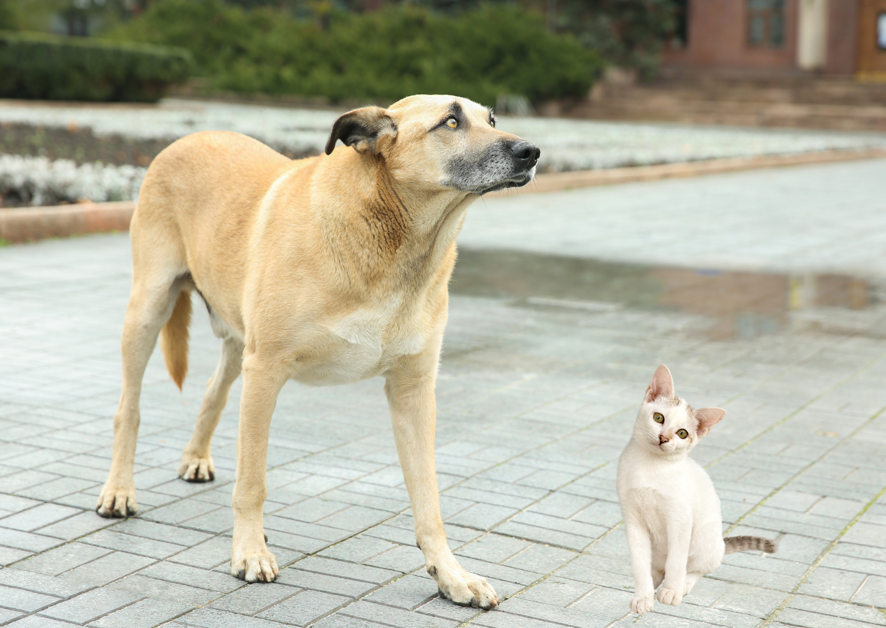 animales abandonados