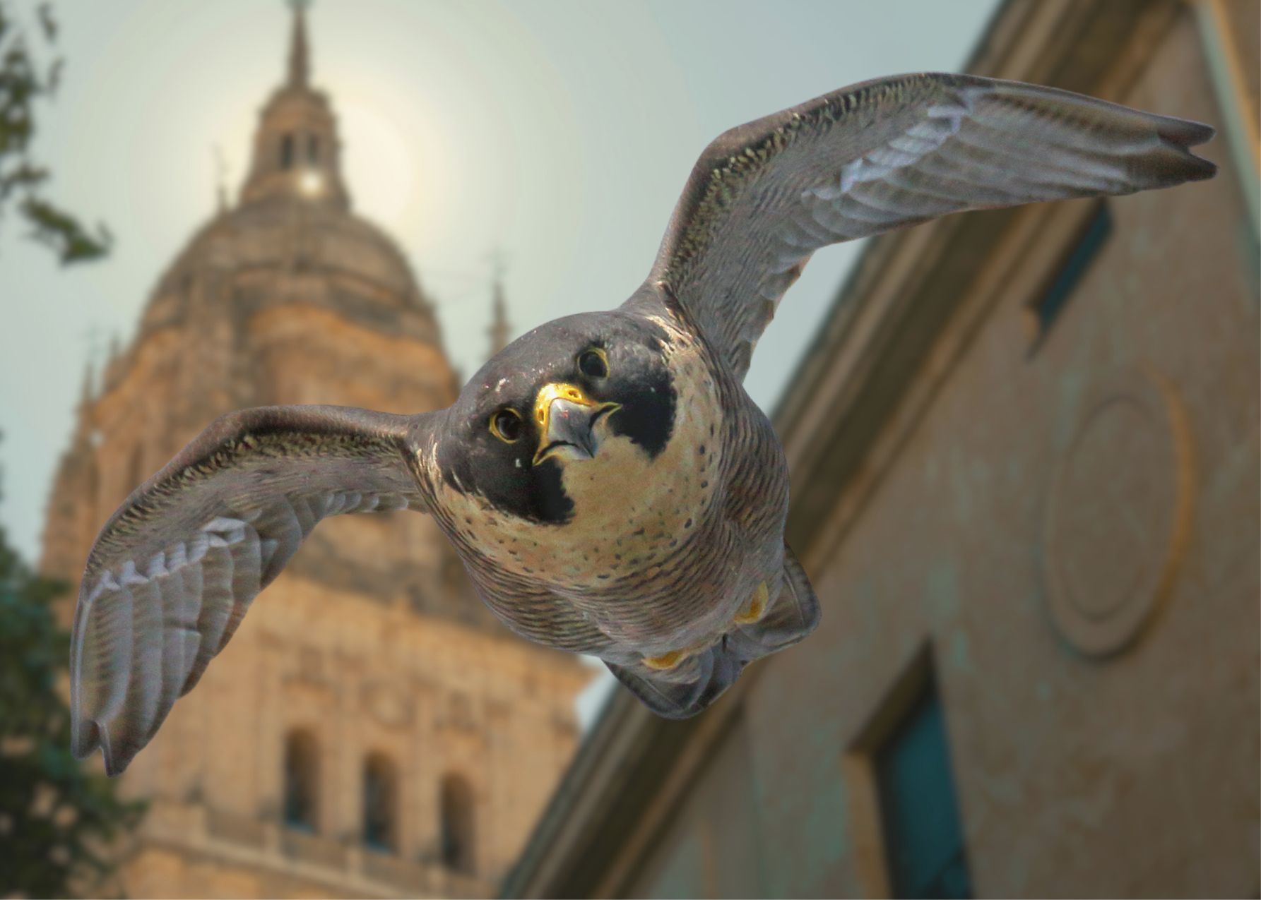 Proyecto halcón peregrino