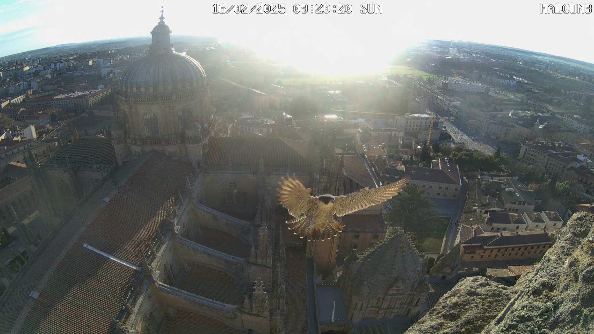 Imagen de vuelo halcón peregrino en la torre de la catedral