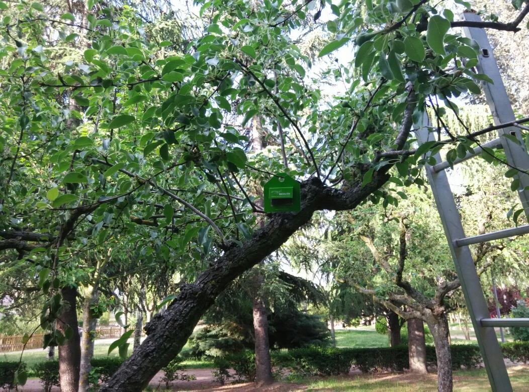 Un arbol donde se ha colocado una caja de suelta de insectos contra plagas