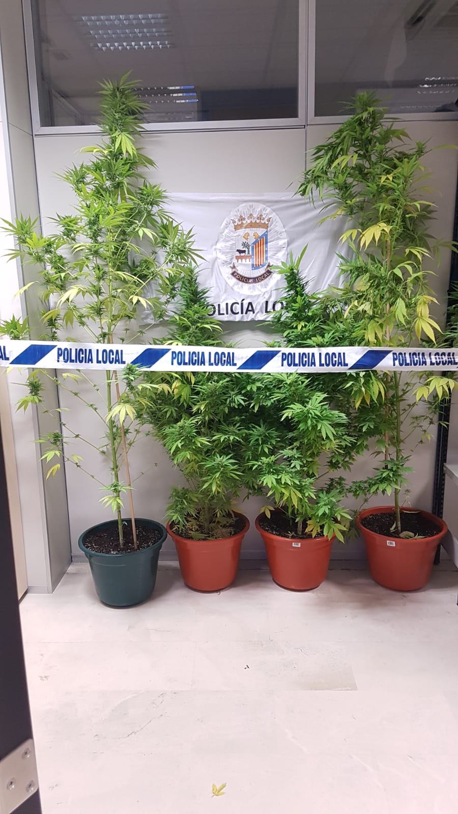 Los agentes locales han intervenido macetas que contenian plantas de marihuana