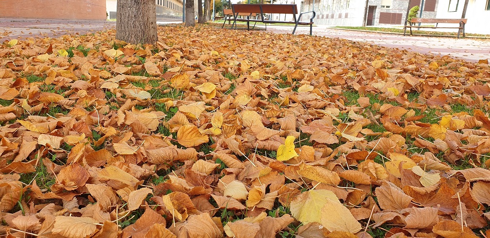 Hojas secas que nutren una zona verde de Salamanca