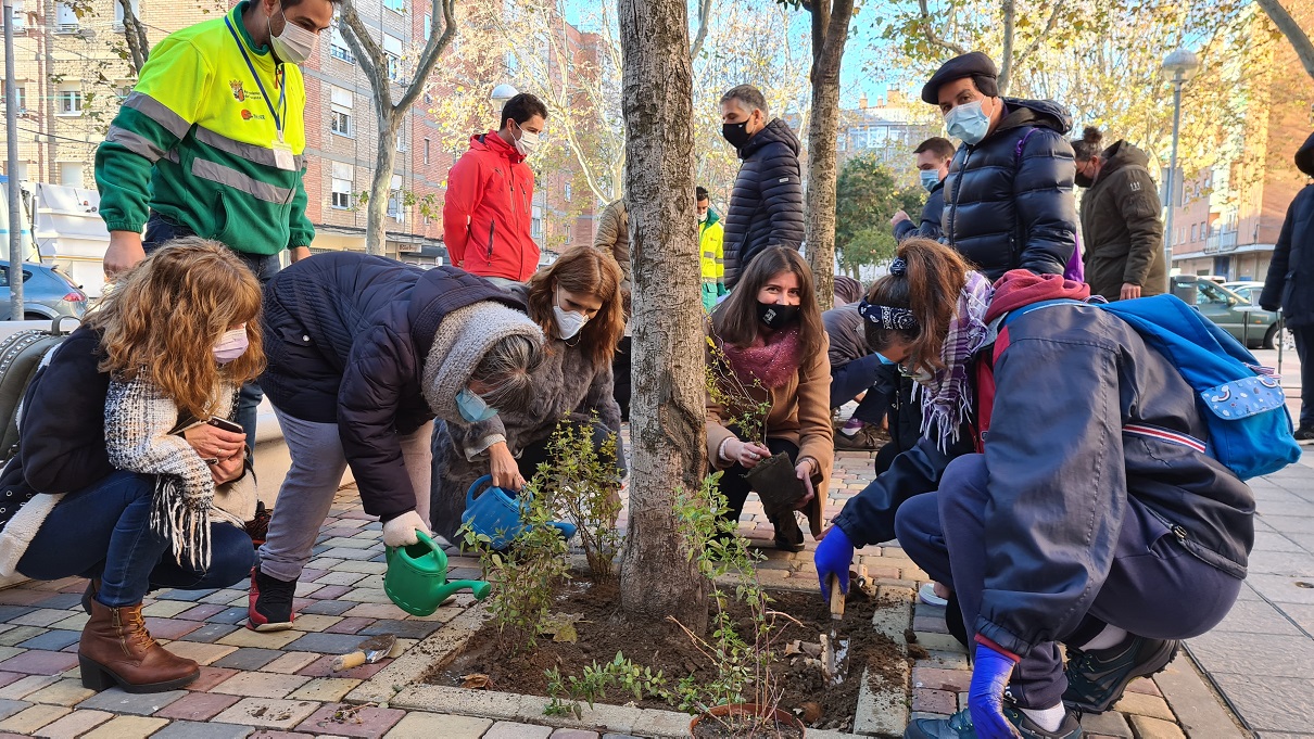 Plantacion de alcorques savios en la Plaza del Mirto