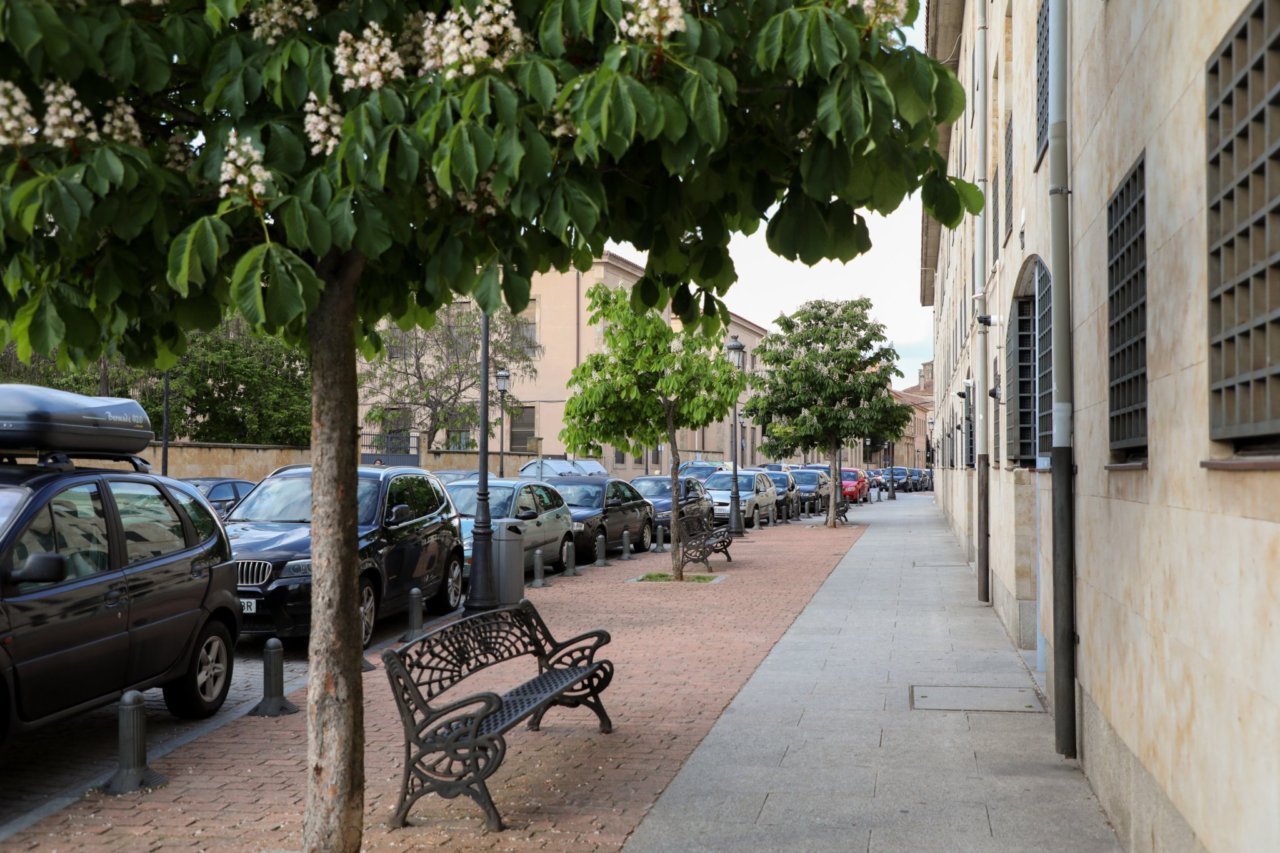 El Ayuntamiento repondra mas de 400 arboles durante los proximos meses en toda la ciudad