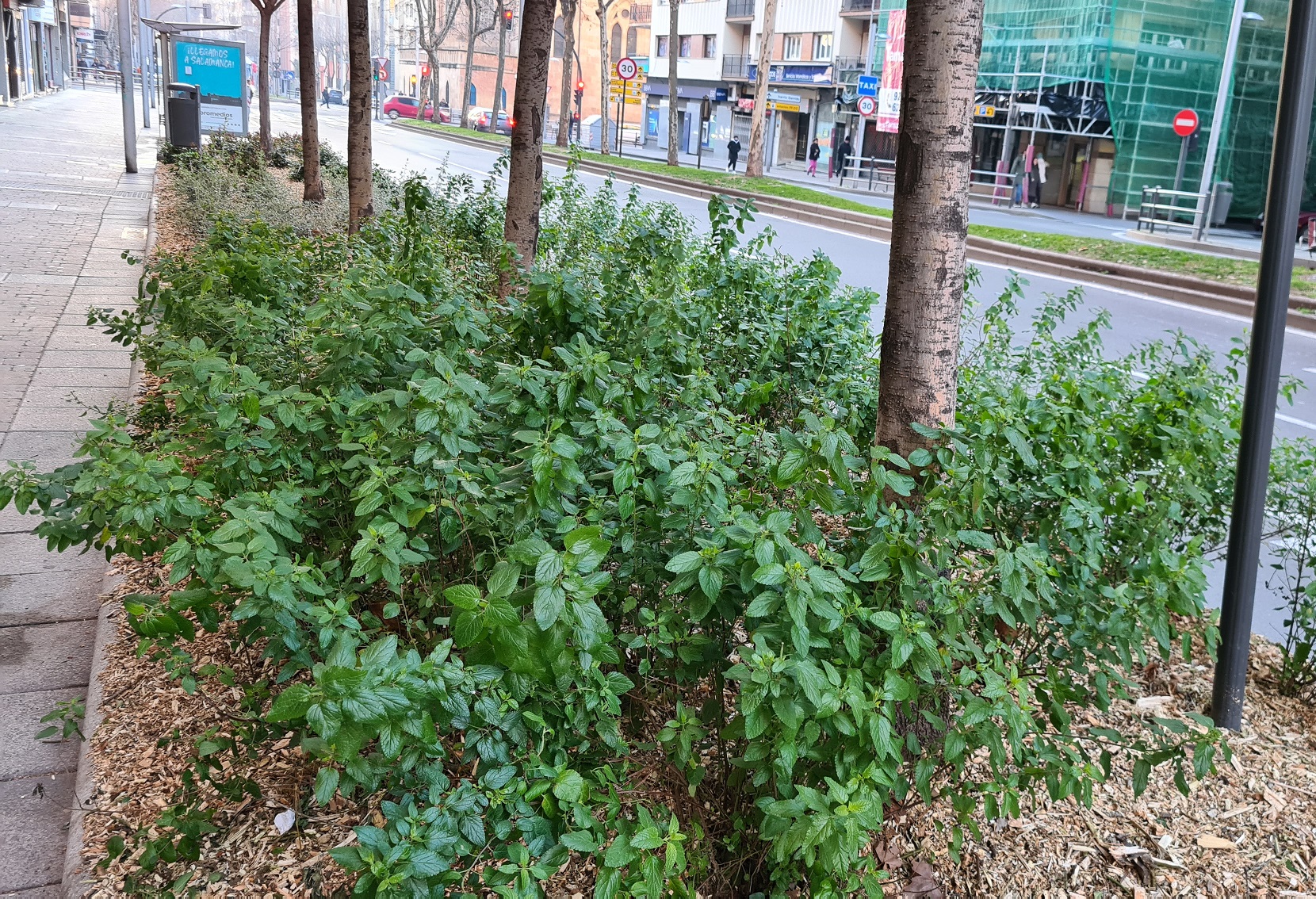 Mejoras en parterres y medianas de la Avenida de Portugal