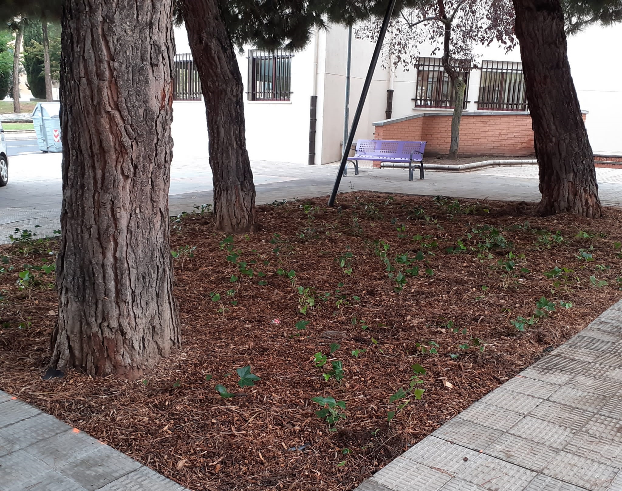 Mejora en la zona ajardinada de la calle Lugo junto a la Casa de la Mujer  Clara Campoamor